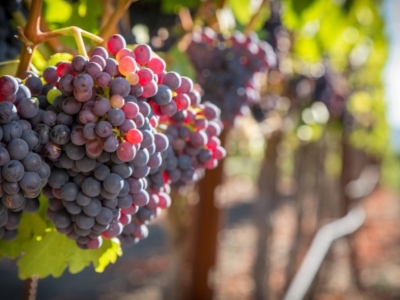 What is a varietal wine?